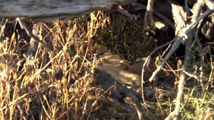 The Apex Predators Fighting To Feed Their 21 Lion Family - Pride In Battle - Full Documentary