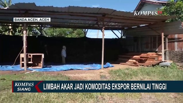 Limbah Akar Jadi Komoditas Ekspor Bernilai Tinggi