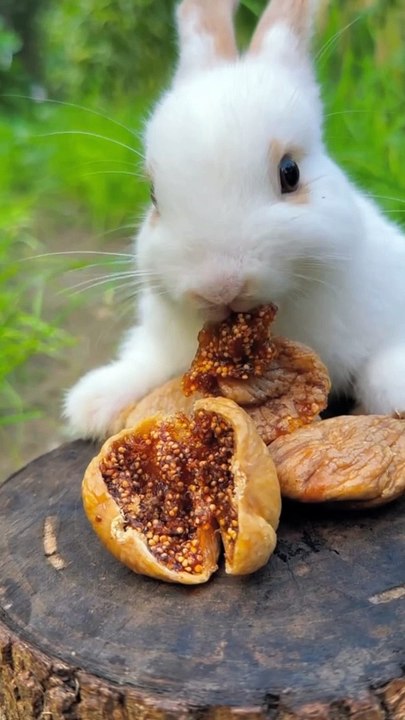 Rabbit  eating fig 