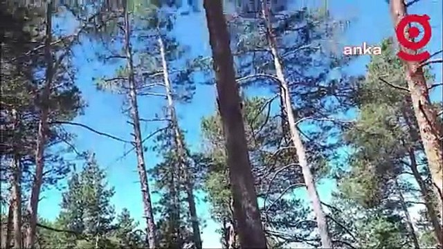 Sivas Yıldızeli Karalar Köyü Muhtarı Erdal Çakır’dan izinsiz ağaç kesimi iddiası: “Özel şirketler katliam yapıyor, birileri bu katliama dur desin”