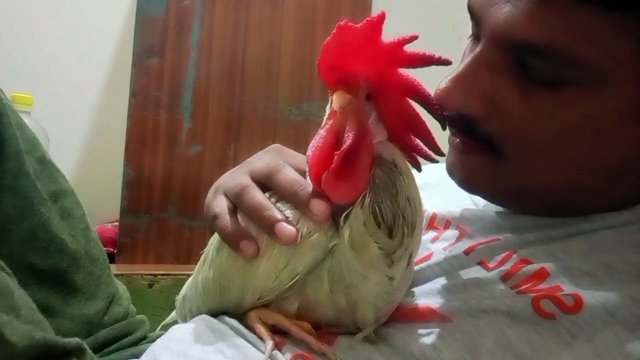 Dinner time My chick  .