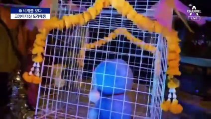 [세계를 보다]“동물학대 그만”…소 없는 소축제?