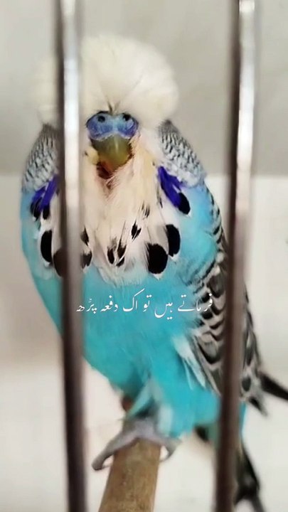 Birds  30.6.24