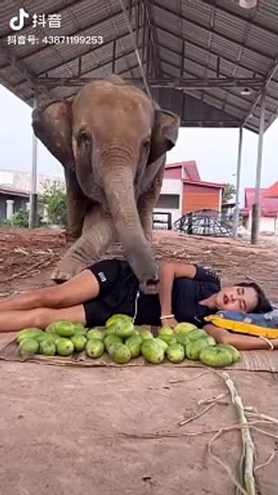 Clever elephan