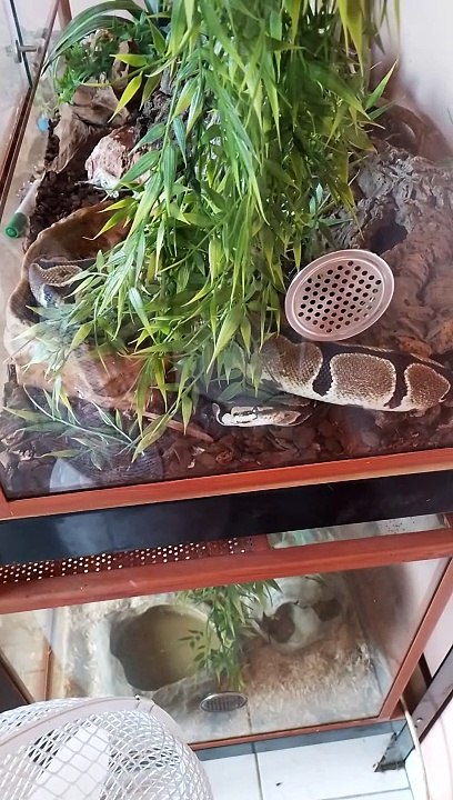 serpent dans son vivarium