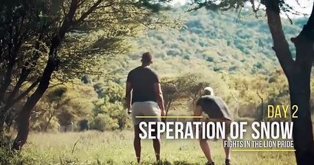 When Lions Fight for the Throne -