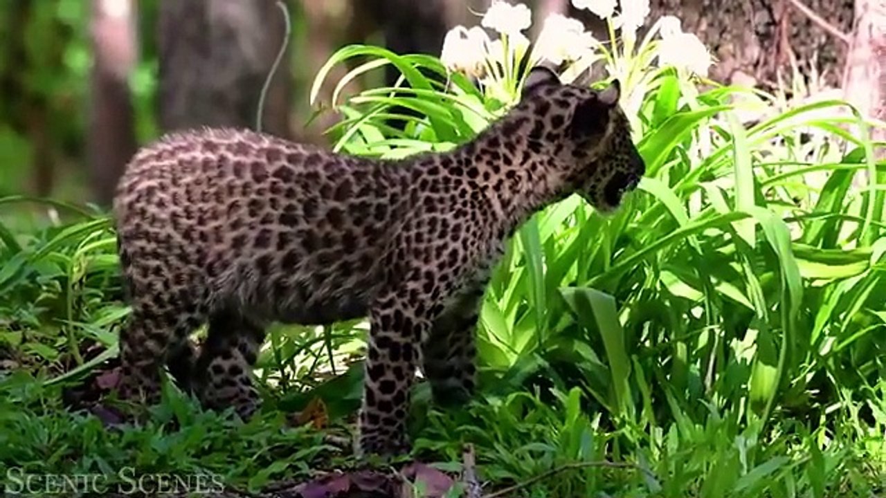 Animals of Asia 4K - Amazing Scenes of Asia Wildlife _ Scenic Relaxation Film