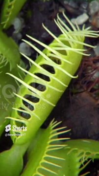 To save your garden, put this plant for eating bugs - Venus fly trap. #recommended #suggested #fyp