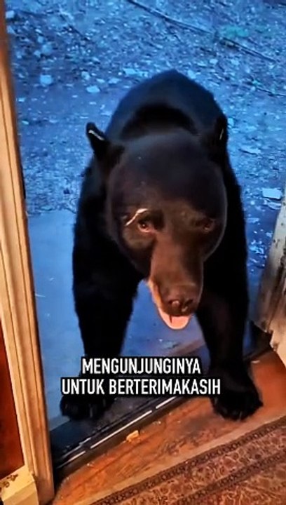 Viral Seekor beruang membalas budi!!!