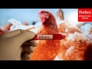 How Likely Is It That Bird Flu Will Be The Next Global Pandemic?