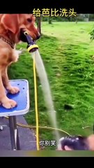 Pawsome Pups: Hilarious Dog Moments!"