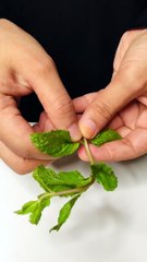 Grapes mojito| Grapes| asmrcookingvideos| asmrcook