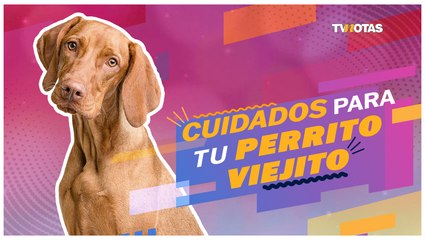 Cuidados para tu perrito viejito; tómalo en cuenta