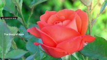 The Story of Rose