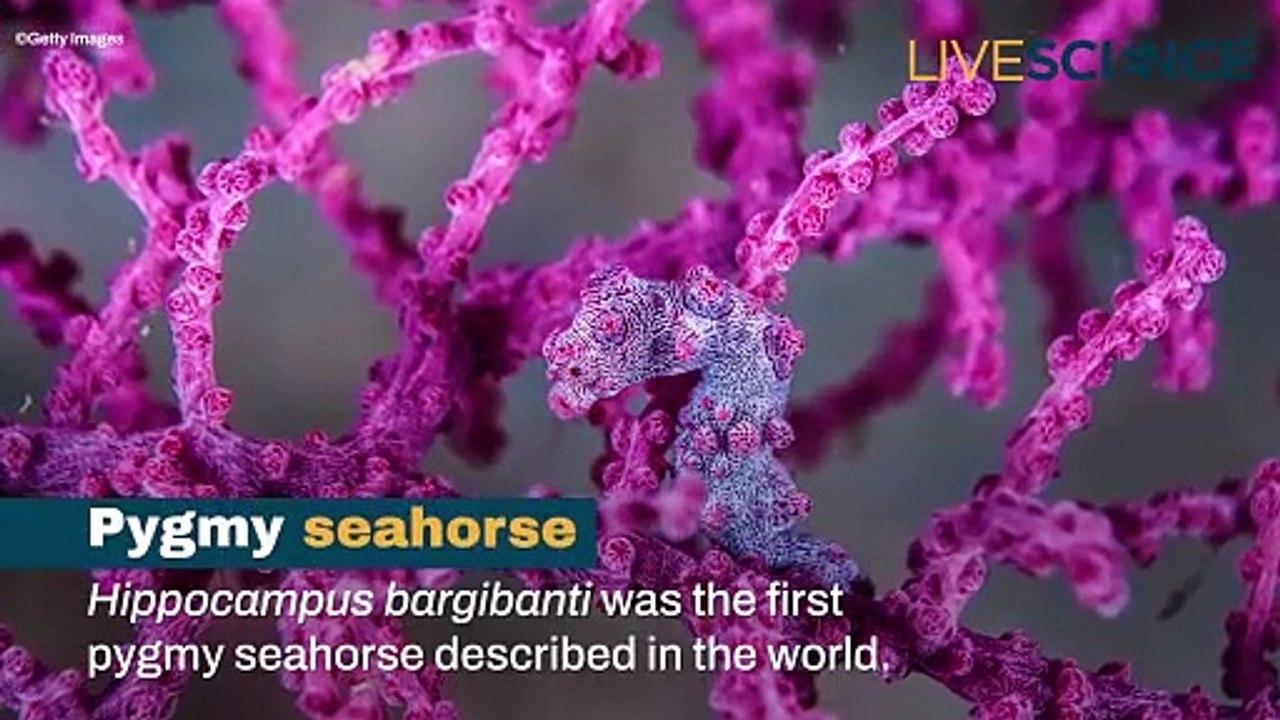Can you spot these camouflage creatures.