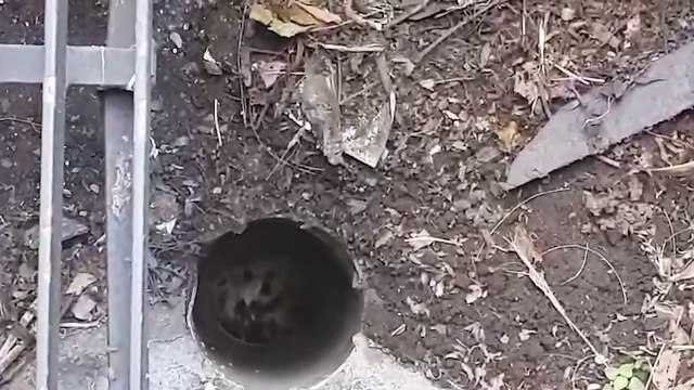 Bombeiros resgatam gatinho em tubulação na Avenida Tancredo Neves