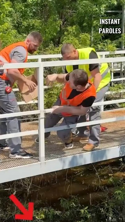 Ces ouvriers aperçoivent un chaton coincé sur une branche puis se mobilisent pour lui