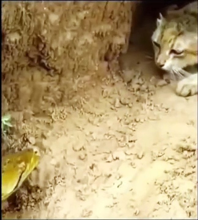 Cat & Snake fight