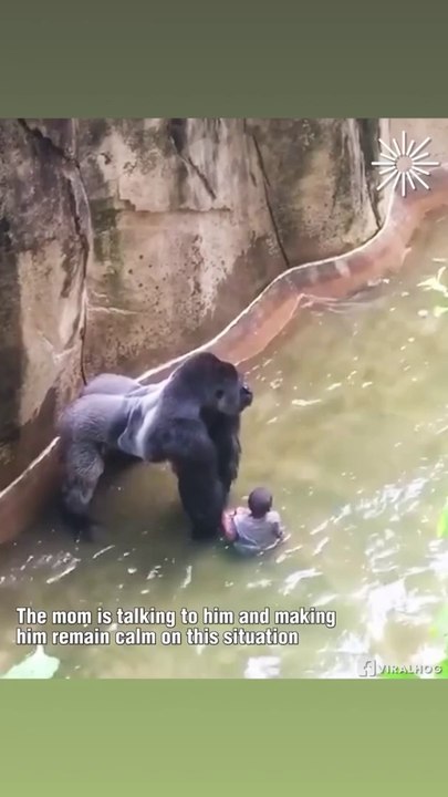 Gorilla Caught little Boy