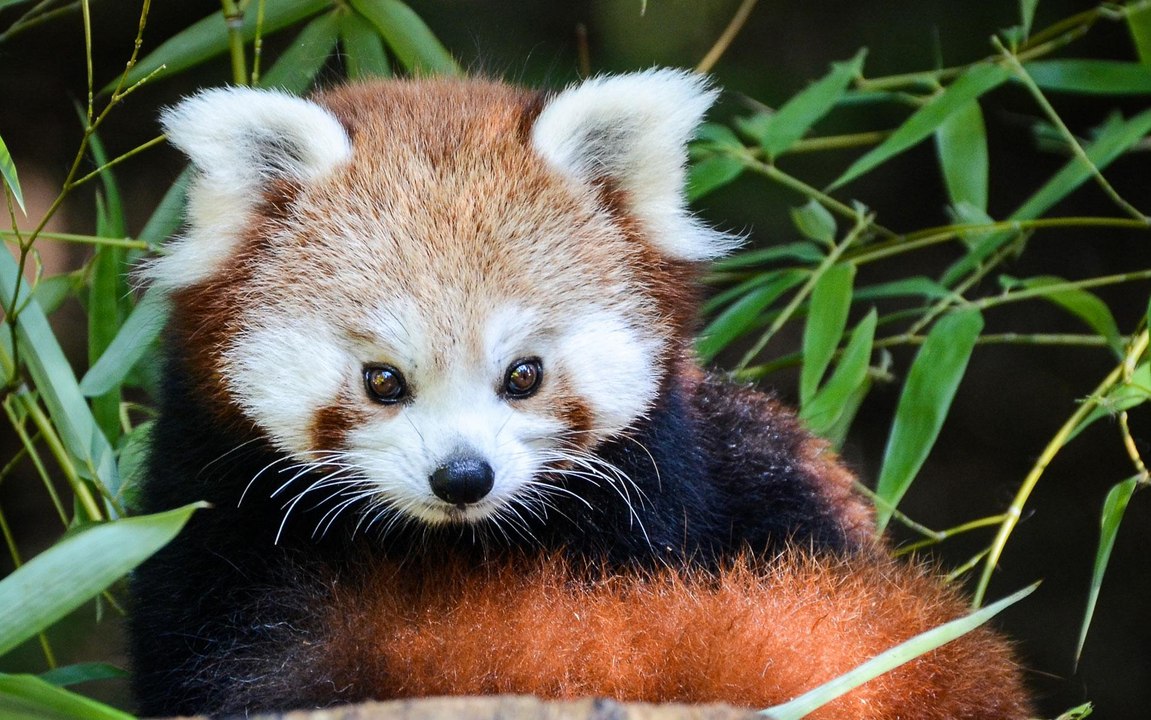 5 infos insolites sur les pandas roux