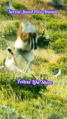 Sher aur hiran ki shikar ki video