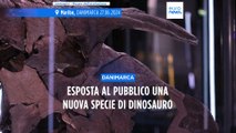 Il Museo dell'Evoluzione della Danimarca espone il Lokiceratops, una nuova specie di dinosauro