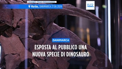 Il Museo dell'Evoluzione della Danimarca espone il Lokiceratops, una nuova specie di dinosauro