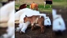 Try not to laugh