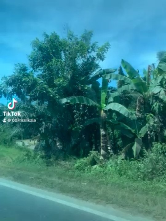 Malaysian