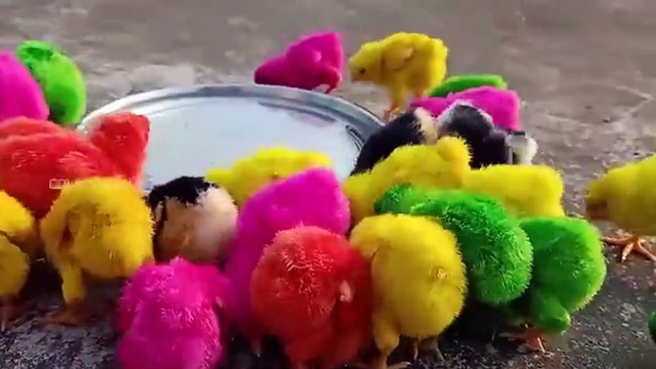 COLOUR CHICKS _ colour chicken babys _ Hens Chicks playing game _ Colour Chick Video _