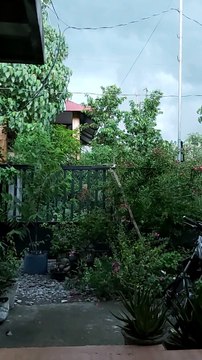 Plant trees.. Nature.. air fresh