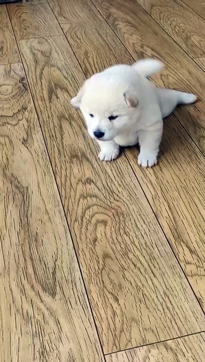 Dogs video ❤️