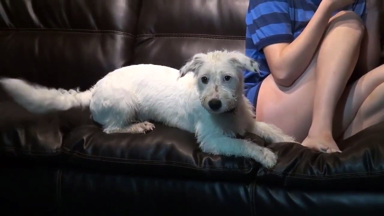 Heated Argument With My Dog