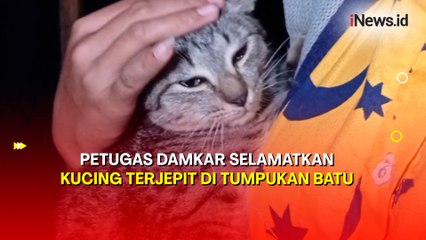 Dramatis! Aksi Petugas Damkar Selamatkan Kucing Terjepit di Tumpukan Batu