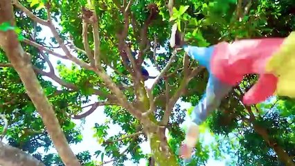 Shaktiman And Monkey Special Trending Funny Comedy Video 2024 Amazing Comedy Video 2024 Episode 272