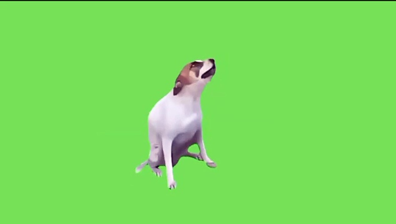 Dog dancing Green Screen