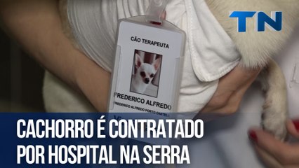 Cachorro é Contratado como Cão Terapeuta em Hospital na Serra 🐶