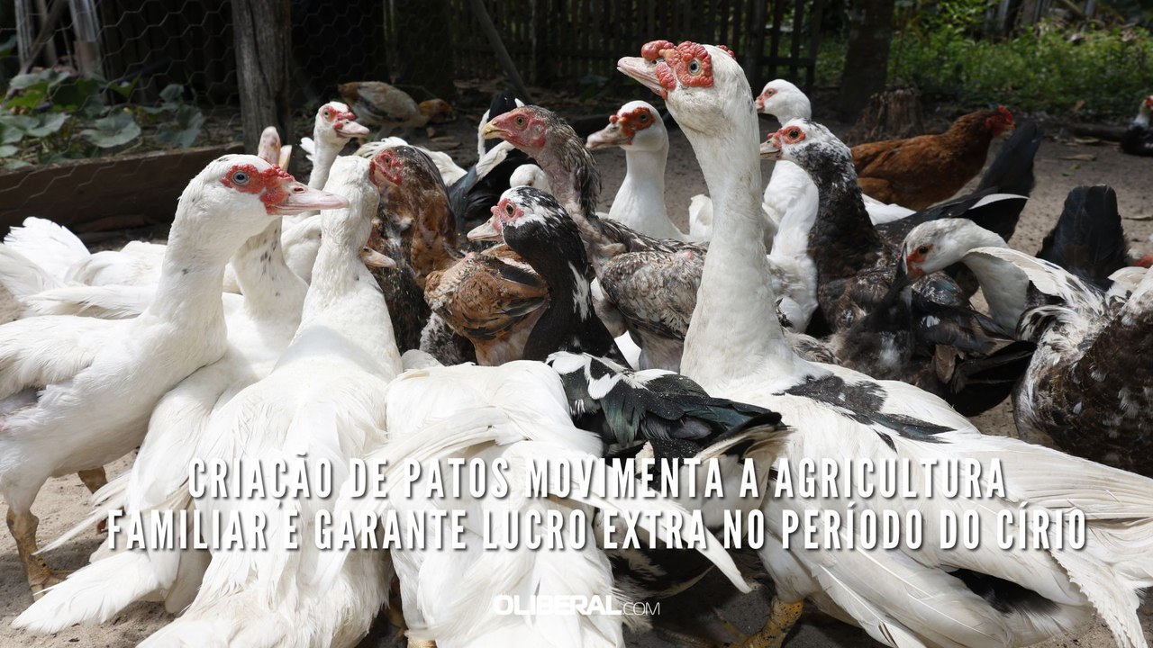 Criação de patos movimenta a agricultura familiar e garante lucro extra no período do Círio