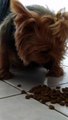 Cute Yorkshire terrier Eating his Food | 食べ物を食べるかわいいヨークシャー テリア