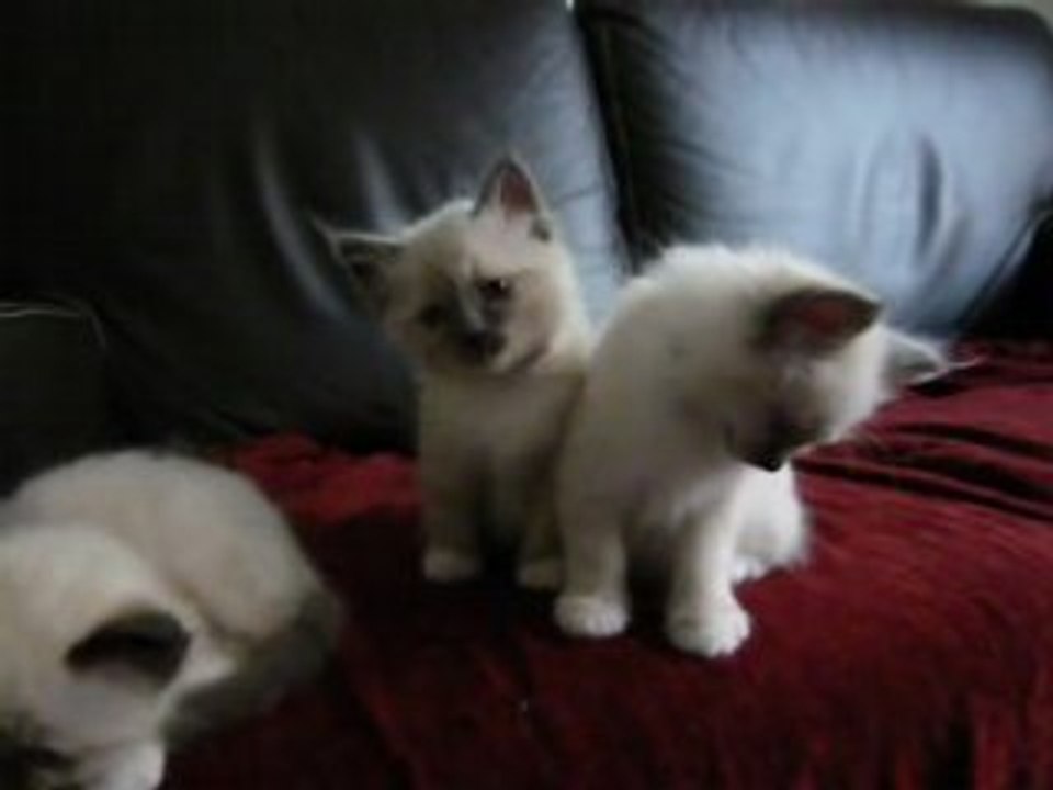 Chatons sages