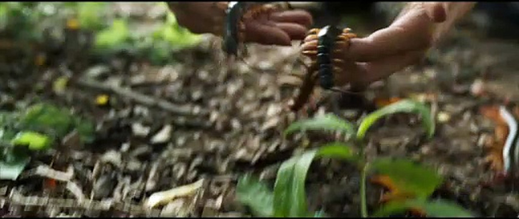 Creepy Crawly Trailer DF