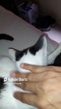 El #Gato Pernanca jugando conmigo en la cama es mi #amigo #peludo #animales #mascotas #shorts #pet