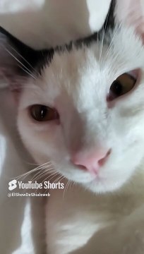 Mi #Gato pernanca #shorts #Gatito #peludo #fauna #amigo #animal #mascotas acostado jugando #pet