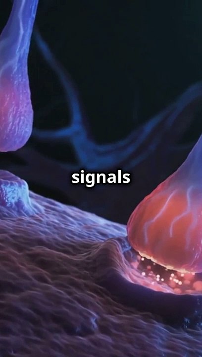 How Your Brain REALLY Processes