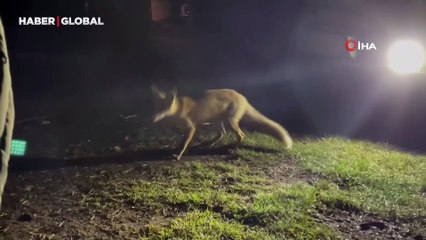 Ormancı ile tilkinin gülümseten diyaloğu