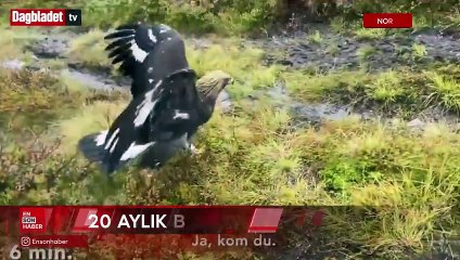 Norveç'te kartal 4 kişiye saldırdı: Aralarında bebek de var