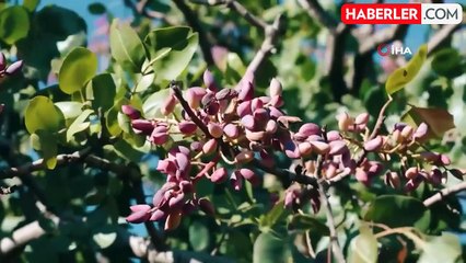 Gaziantep'te Antep Fıstığı Kavlatma Sezonu Yoğun Geçiyor