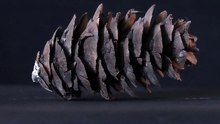 Bronze Fir Cone