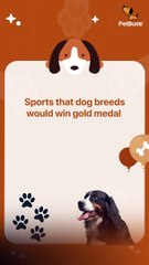 Dog Toys For Boredom Orange Shape  Interactive Pet Orange Toy