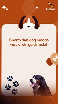 Dog Toys For Boredom Orange Shape Interactive Pet Orange Toy